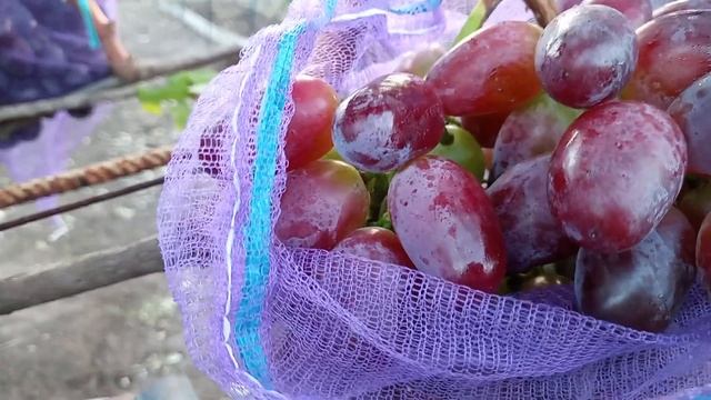 Две крупноплодные формы винограда Ромео  Павловского
