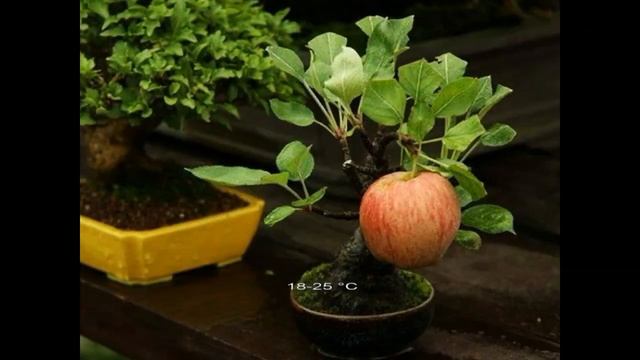 Как вырастить яблоню из семечка и получить богатый ур?