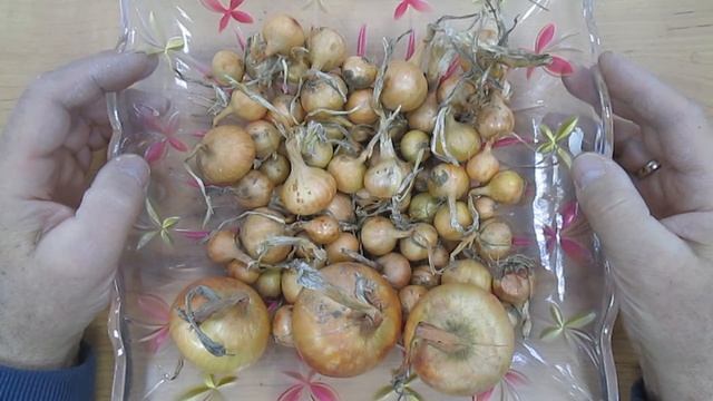 Хранение лука севка