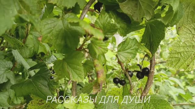 Подарки со свадьбы мы делим пополам. ЭТО ЧЕСТНО! - слова свекрови
