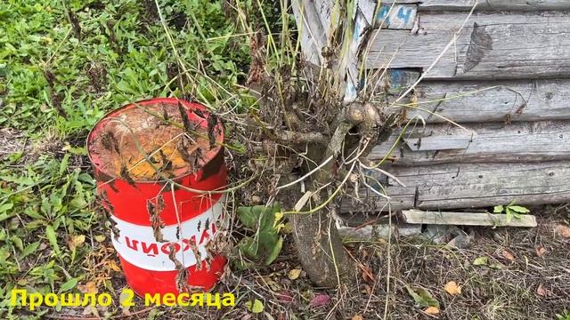 Как избавиться от клена навсегда🔥