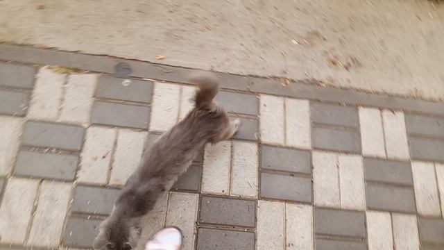 Кошка на дорожке