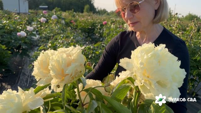 Summer Glow peony. Саммер Глоу пион. Пулков сад (2025 г.)