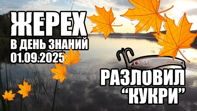 Перебирал приманки и разловил ЯТАГАН. Ловля жереха на Оке в забродку, атака жереха