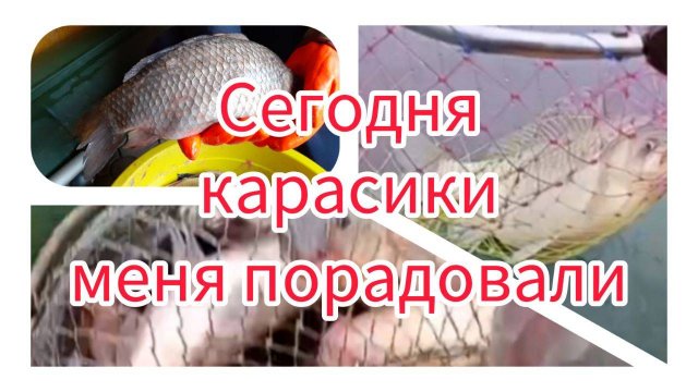 Сегодня карасики меня порадовали