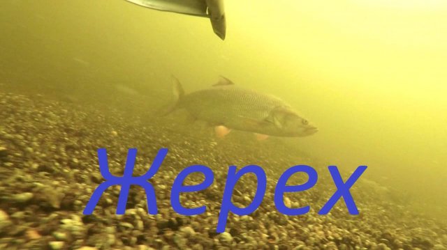 Подводная охота на жереха.