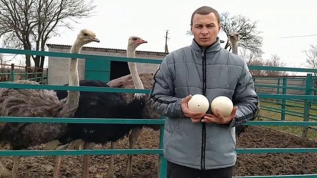 Всё о страусах. Стоит ли их выращивать?