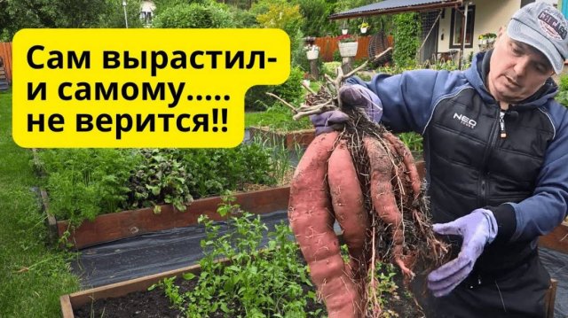 Батат: реально легко, просто и урожайно! Всего ДВА мешка!