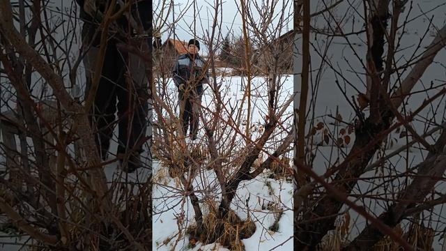 Заготовка черенков абрикоса для прививки