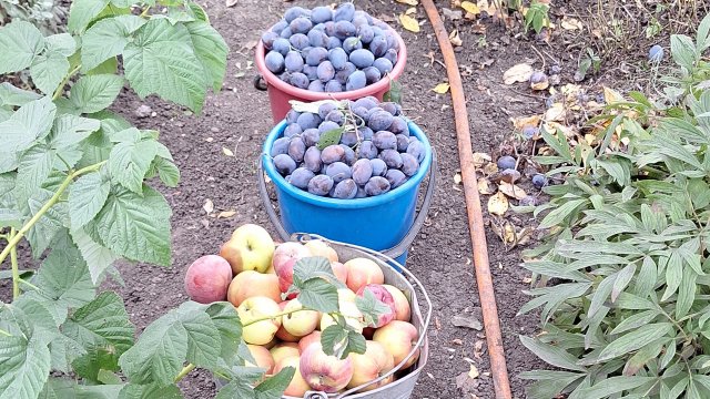 09-09-2025 Её меньше не становится.Жизнь в Деревне.