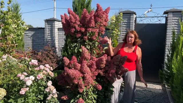 ТОП-3 САМЫХ ЛУЧШИХ ГОРТЕНЗИИ В МОЕМ САДУ | Эти гортензи?