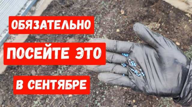 Что посадить в Сентябре