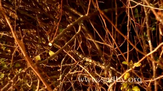 Как правильно обрезать японскую айву осенью 🍂: как ом
