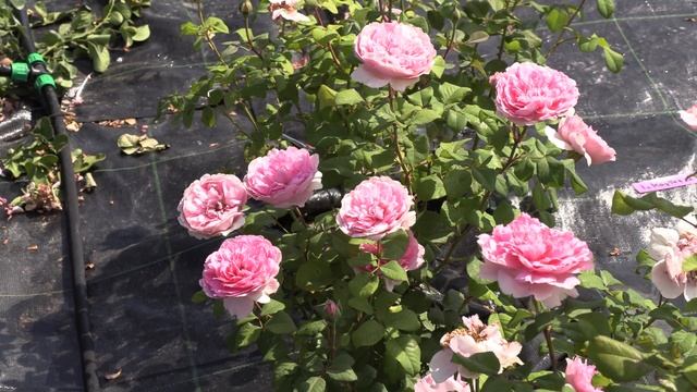 Ламартин Трессерв - парковая роза, КАТАЛОГ НА ВЕСНУ ОТ?