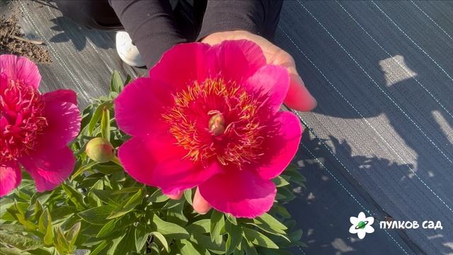Anemoniflora peony . Анемонифлора пион. Пулков сад (2025 г.)