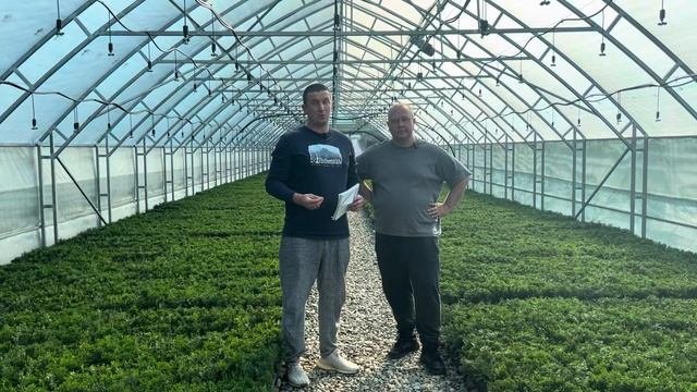 СЕКРЕТЫ УСПЕШНОГО ПИТОМНИКА ХВОЙНЫХ! БИЗНЕС НА РАСТЕН