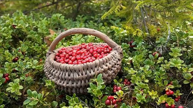 Лечебные свойства брусники