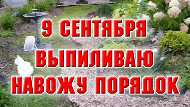 9 сентября. Удалила два дерева, привела в порядок клумбу