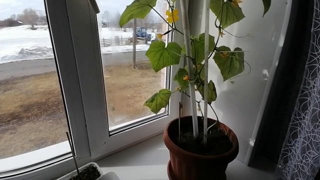 Рост плети огурцов на подоконнике