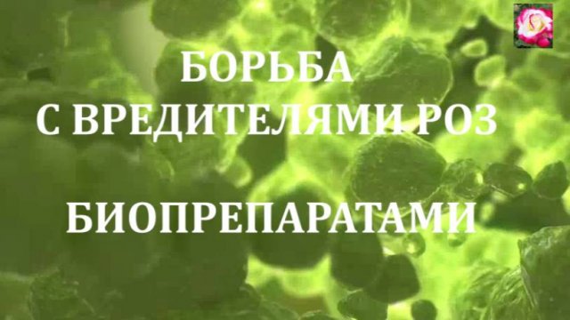 СПАСАЕМ РОЗЫ ОТ ВРЕДИТЕЛЕЙ