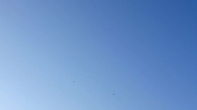 бакинские голуби снова в небе