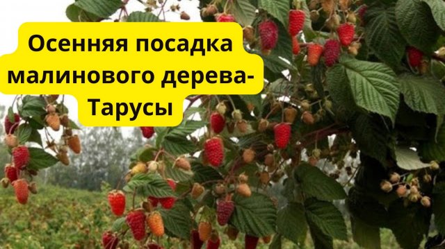 Правильная посадка малины осенью. Сорт Таруса.