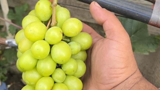 Поэтапная схема работы с виноградом Шайн Мускат