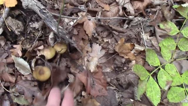 Видеоотчет о наличии грибов в лесах Кубани 29.10.2024г. ОПЯ