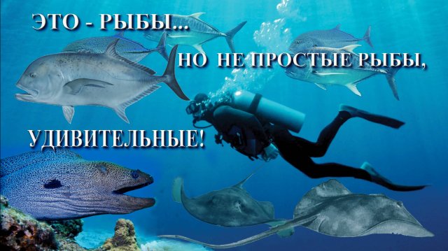 Это - рыбы… но не простые рыбы, удивительные!