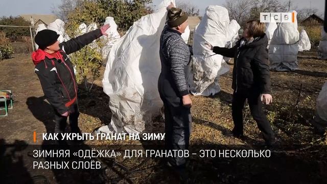 Как укрыть гранат на зиму