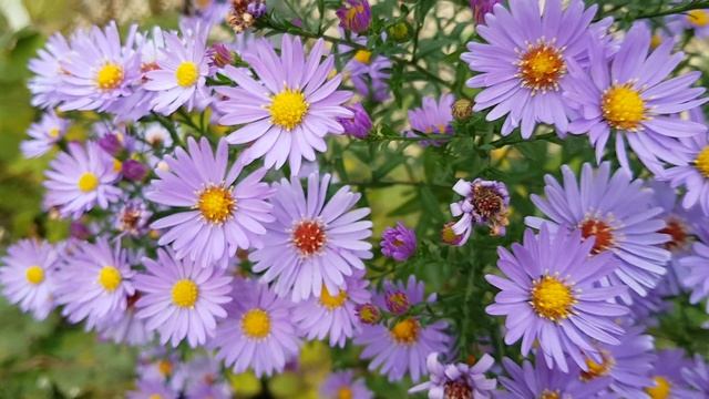 Красивые осенние цветы