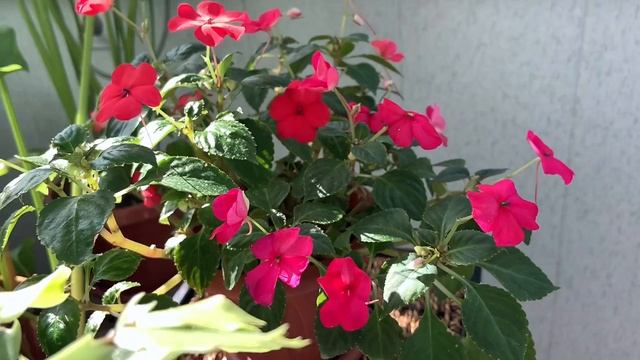 БАЛЬЗАМИН Комнатный или Ванька Мокрый - стоит ли его в