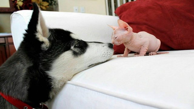 ПРИКОЛЫ С ЖИВОТНЫМИ ДО СЛЕЗ #187 Смешные КОТЫ И СОБАКИ Приколы