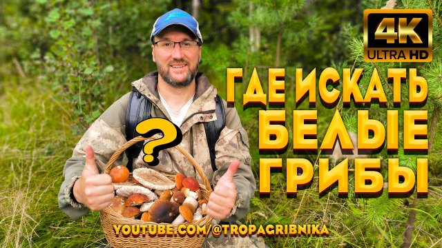 Раскрыт Секрет Поиска Белых Грибов - Теперь Каждый Грибник Будет С Грибами.