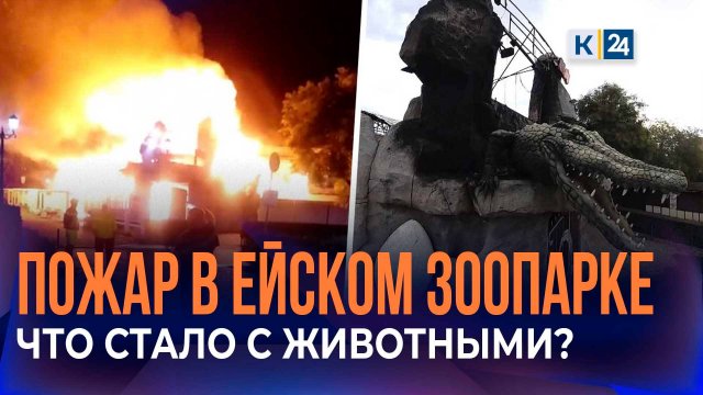 Специалисты рассказали о состоянии обитателей дельфинария в Ейске после пожара