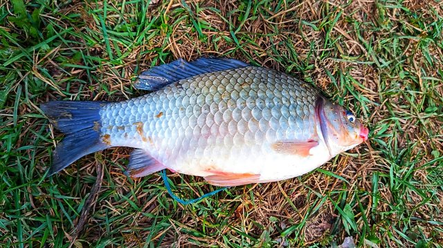 НЕ ГУСТО, НО И НЕ ПУСТО 😊👍 РЫБАЛКА НА ВЫХОДНЫХ 🐟