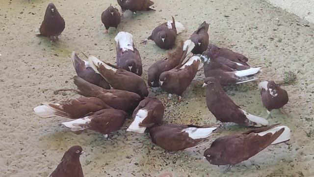 Красные Николаевские голуби (маточник 2025 г. )