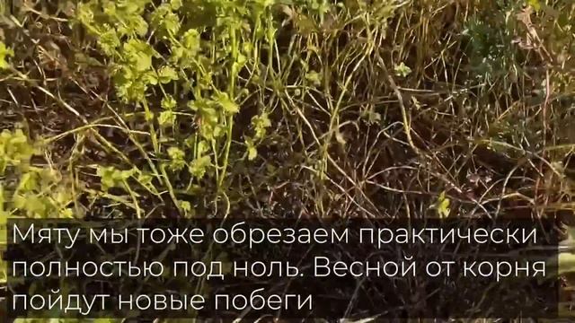 Какие многолетники нужно обрезать осенью?