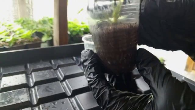 ТРИ ЛУЧШИХ СПОСОБА укоренения ГЕРАНИ/ПЕЛАРГОНИИ