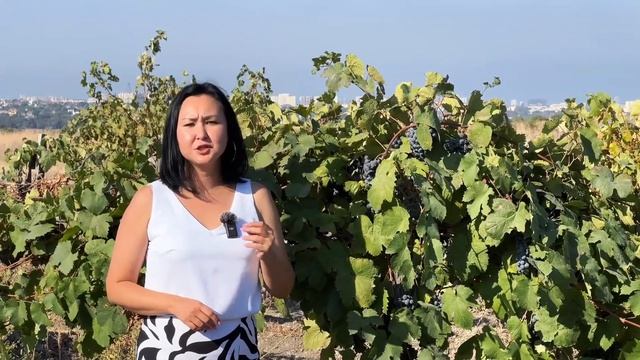 Какой виноград подходит для вина?
