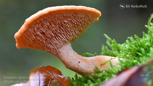 ГРИБЫ ЕЖОВИКИ ВСЕ ВИДЫ