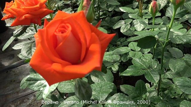 Обзор розы  Верано (Чайно гибридная) Verano (Michel Kriloff 2000)