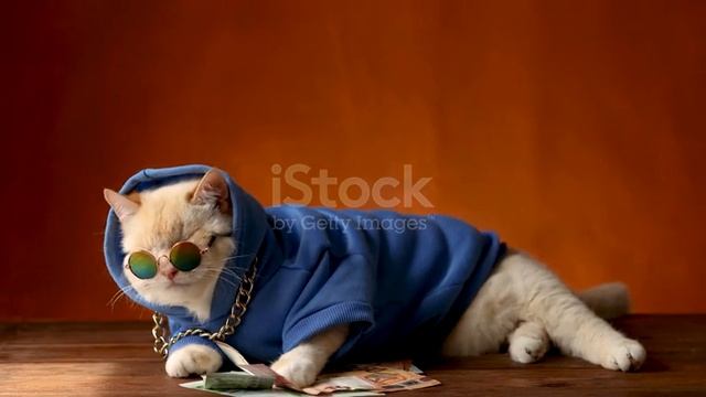 Котяра