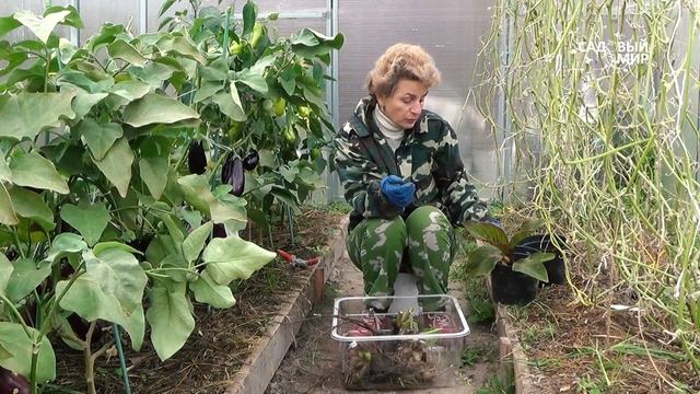 Когда выкапывать канны