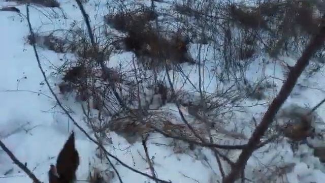 Обрезка трехлетней яблони