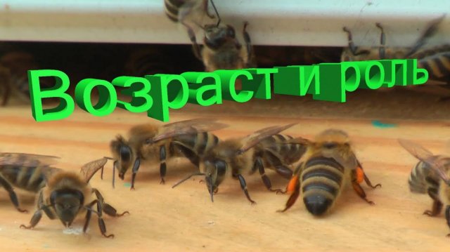 Роль возраста пчел: Секреты улья от профессора Кашковского