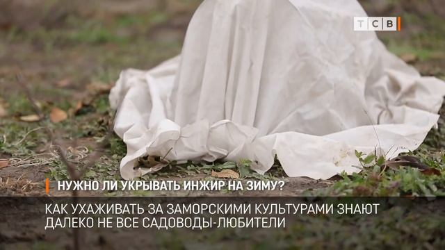 Нужно ли укрывать инжир на зиму?