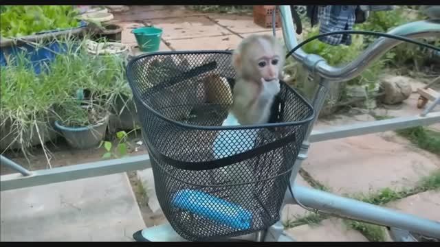Обезьянка малышка лапатушка цепляется за маму едет в корзине на велосипеде Ест банан милота _ __