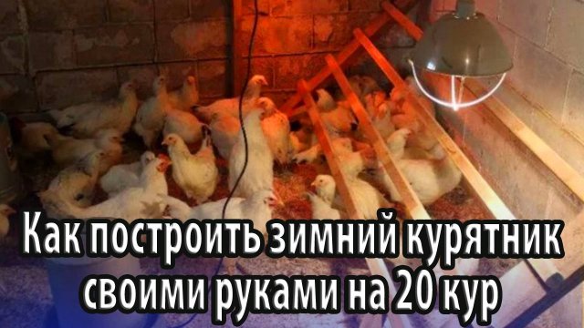 Как построить зимний курятник своими руками на 20 кур