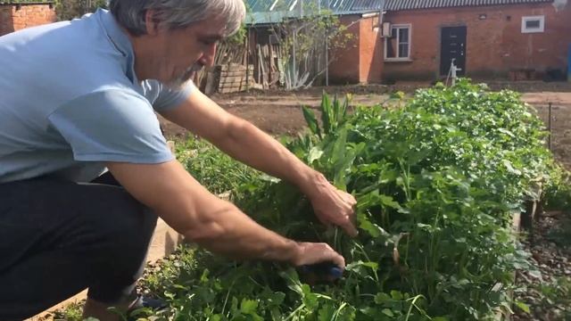 Сидерат. Косим горчицу для удобрения грядок.